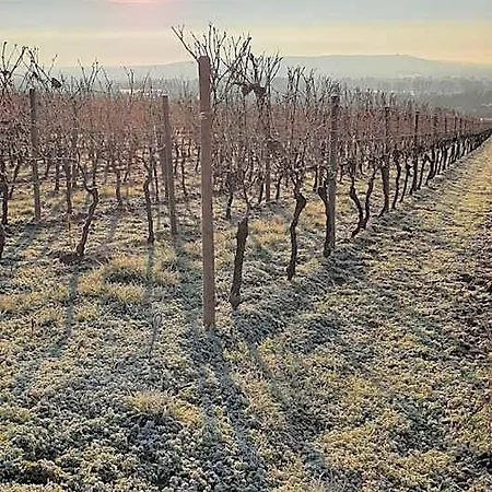 Weingut Magdalenenhof Hotel