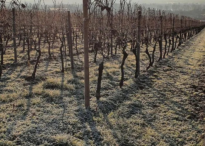 Hotell Weingut Magdalenenhof 3*